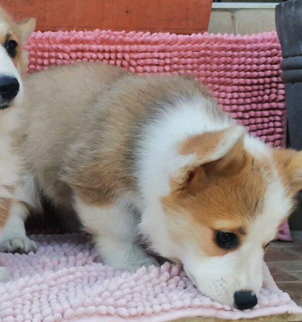 Lilla Welsh Corgi Lilla Welsh Corgi