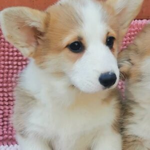 Lilla Welsh Corgi Lilla Welsh Corgi