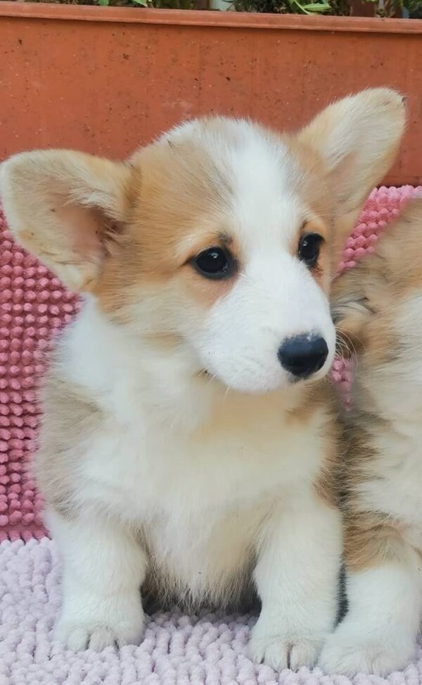 Lilla Welsh Corgi Lilla Welsh Corgi