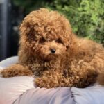 Lily-female-toy-poodle-puppy-for-sale-1 (1)
