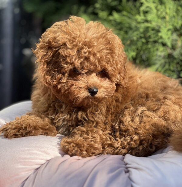 Lily Toy Poodle Lily Toy Poodle