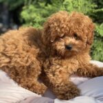 Lily-female-toy-poodle-puppy-for-sale-1 (2)