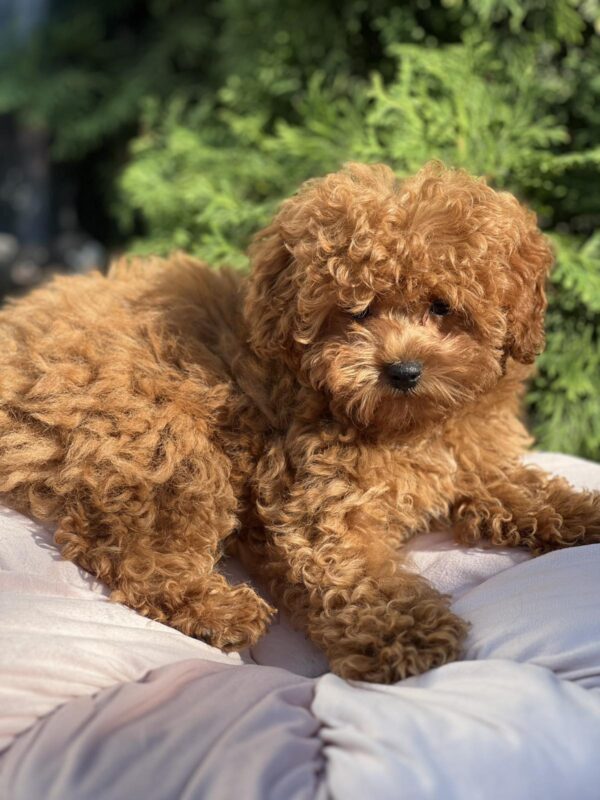 Lily Toy Poodle Lily Toy Poodle