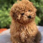 Lily-female-toy-poodle-puppy-for-sale-1 (3)