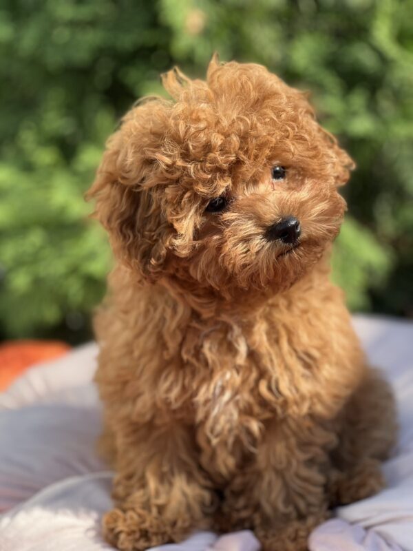Lily Toy Poodle Lily Toy Poodle