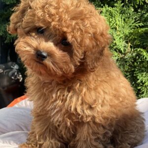 Lily Toy Poodle Lily Toy Poodle