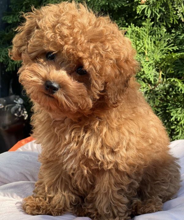 Lily Toy Poodle Lily Toy Poodle