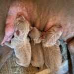Litter-Weimaraner-puppy-for-sale-2