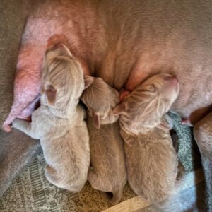 Male Litter Weimaraner Male Litter Weimaraner