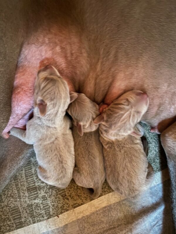 Male Litter Weimaraner Male Litter Weimaraner