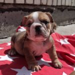 Lucienne-female-English-Bulldog-puppy-for-sale-1