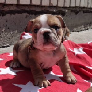 Lucienne English Bulldog Lucienne English Bulldog