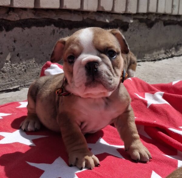 Lucienne English Bulldog Lucienne English Bulldog