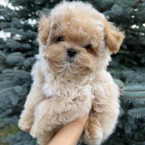 Lukar Maltipoo Lukar Maltipoo