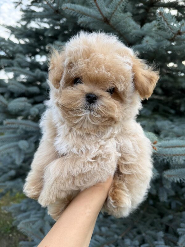 Lukar Maltipoo Lukar Maltipoo