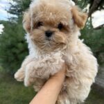 Lukar-male-maltipoo-puppy-for-sale-1 (2)