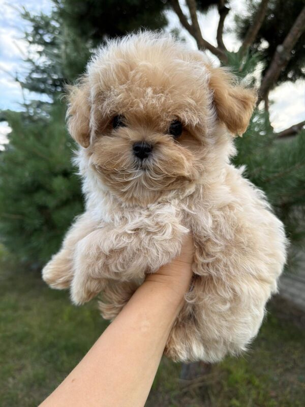 Lukar Maltipoo Lukar Maltipoo