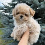 Lukar-male-maltipoo-puppy-for-sale-1 (3)