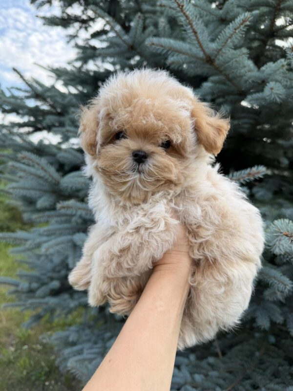 Lukar Maltipoo Lukar Maltipoo