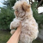 Lukar-male-maltipoo-puppy-for-sale-1 (4)
