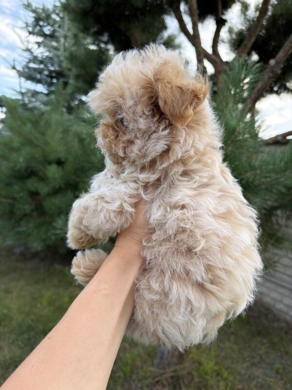 Lukar Maltipoo Lukar Maltipoo