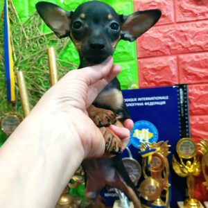Luppi Russian Toy Terrier Luppi Russian Toy Terrier