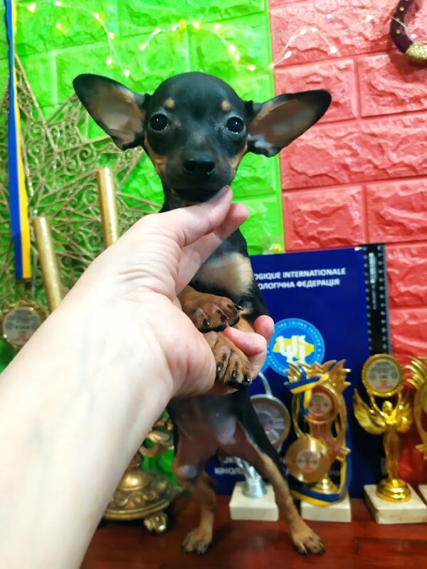 Luppi Russian Toy Terrier Luppi Russian Toy Terrier