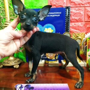 Lyra Russian Toy Terrier Lyra Russian Toy Terrier