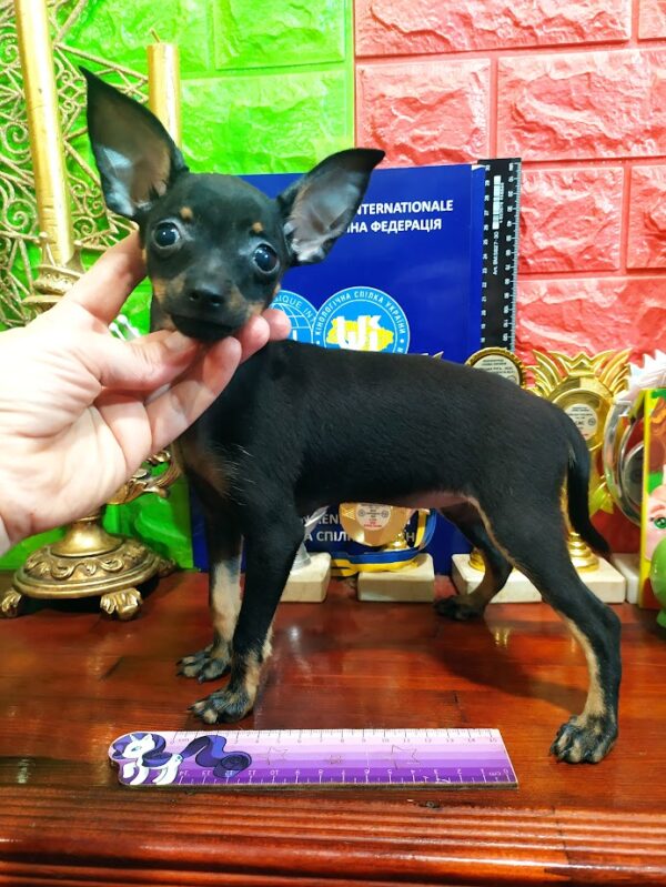 Lyra Russian Toy Terrier Lyra Russian Toy Terrier