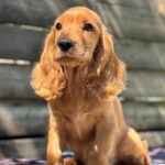 Magnus-male-English-Cocker-Spaniel-puppy-for-sale-1