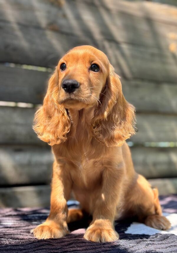 Magnus English Cocker Spaniel Magnus English Cocker Spaniel