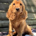 Magnus-male-English-Cocker-Spaniel-puppy-for-sale-2