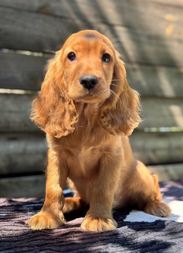 Magnus English Cocker Spaniel Magnus English Cocker Spaniel