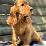 Magnus-male-English-Cocker-Spaniel-puppy-for-sale-3