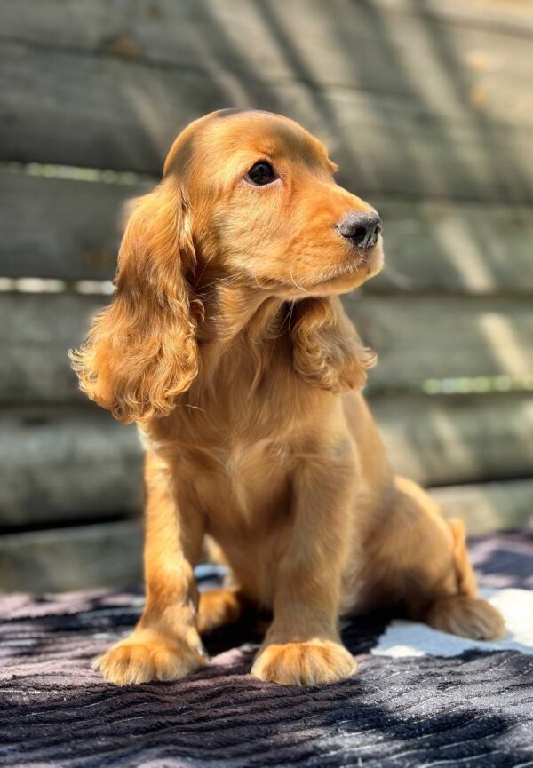 Magnus English Cocker Spaniel Magnus English Cocker Spaniel