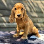 Magnus-male-English-Cocker-Spaniel-puppy-for-sale-4
