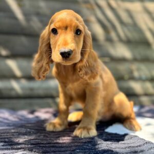 Magnus English Cocker Spaniel Magnus English Cocker Spaniel
