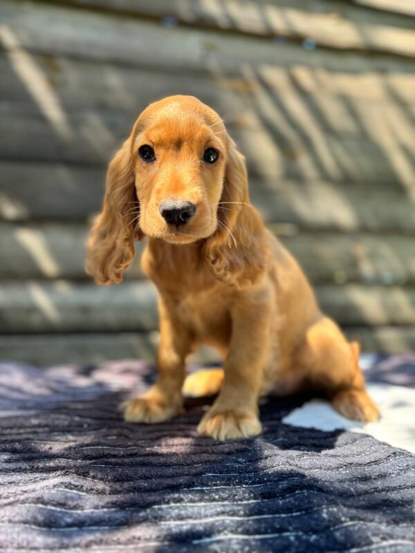Magnus English Cocker Spaniel Magnus English Cocker Spaniel