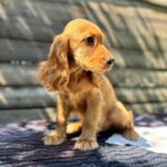 Magnus-male-English-Cocker-Spaniel-puppy-for-sale-5