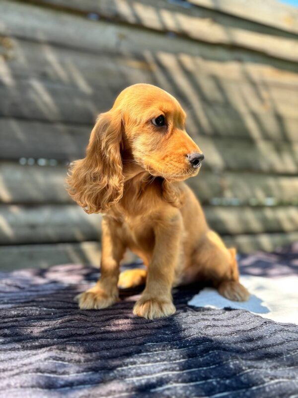Magnus English Cocker Spaniel Magnus English Cocker Spaniel
