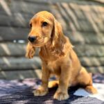 Magnus-male-English-Cocker-Spaniel-puppy-for-sale-6