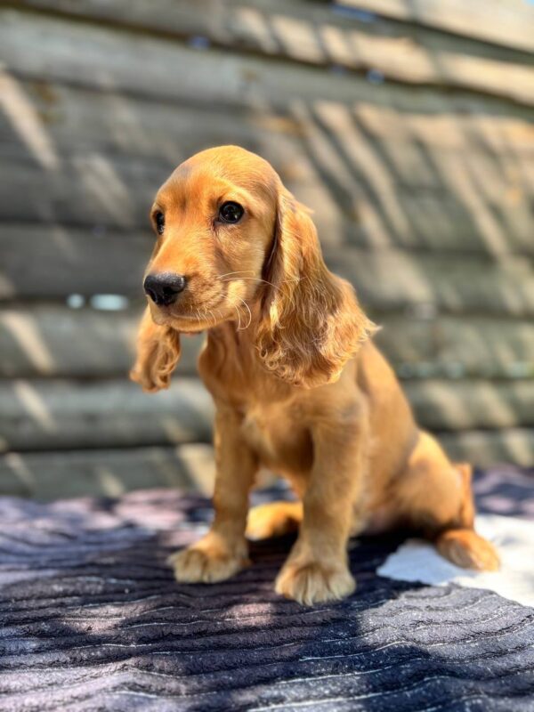 Magnus English Cocker Spaniel Magnus English Cocker Spaniel