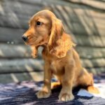 Magnus-male-English-Cocker-Spaniel-puppy-for-sale-7