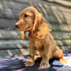 Magnus English Cocker Spaniel Magnus English Cocker Spaniel