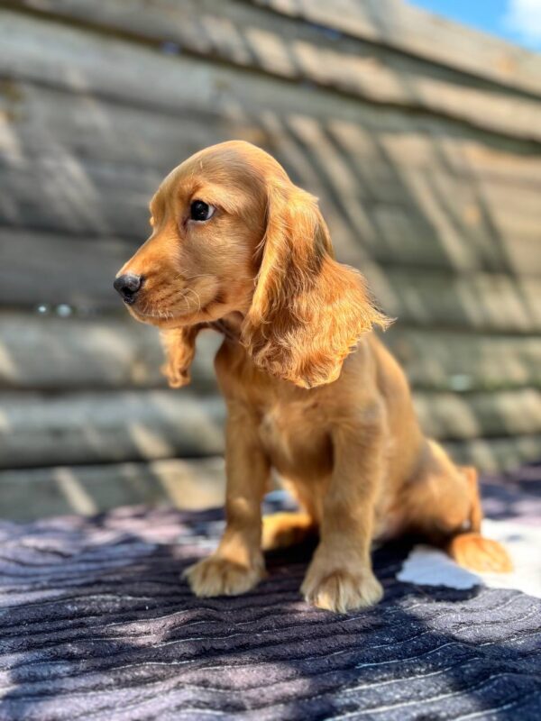 Magnus English Cocker Spaniel Magnus English Cocker Spaniel