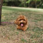 Mango-female-maltipoo-puppy-for-sale- (1)