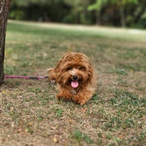 Mango Maltipoo Mango Maltipoo