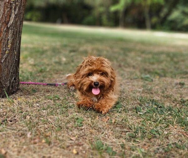 Mango Maltipoo Mango Maltipoo