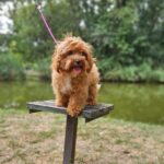Mango-female-maltipoo-puppy-for-sale- (2)
