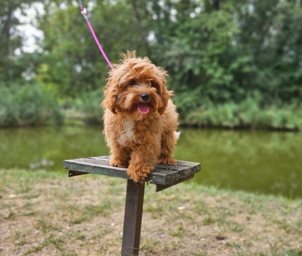 Mango Maltipoo Mango Maltipoo